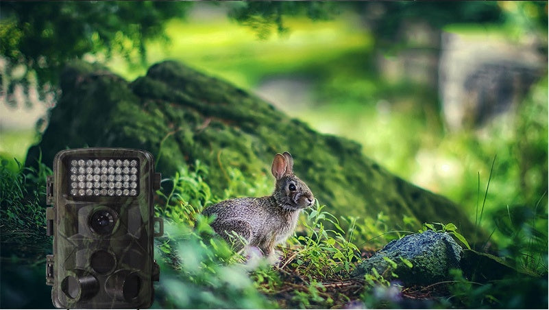 Wildlife Hunting Camera for Outdoor Monitoring and Motion Detection